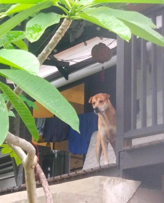 Kk Jungle Hideaway Lovely Apartment 5 Mins Walk To Town Kota Kinabalu Zewnętrze zdjęcie